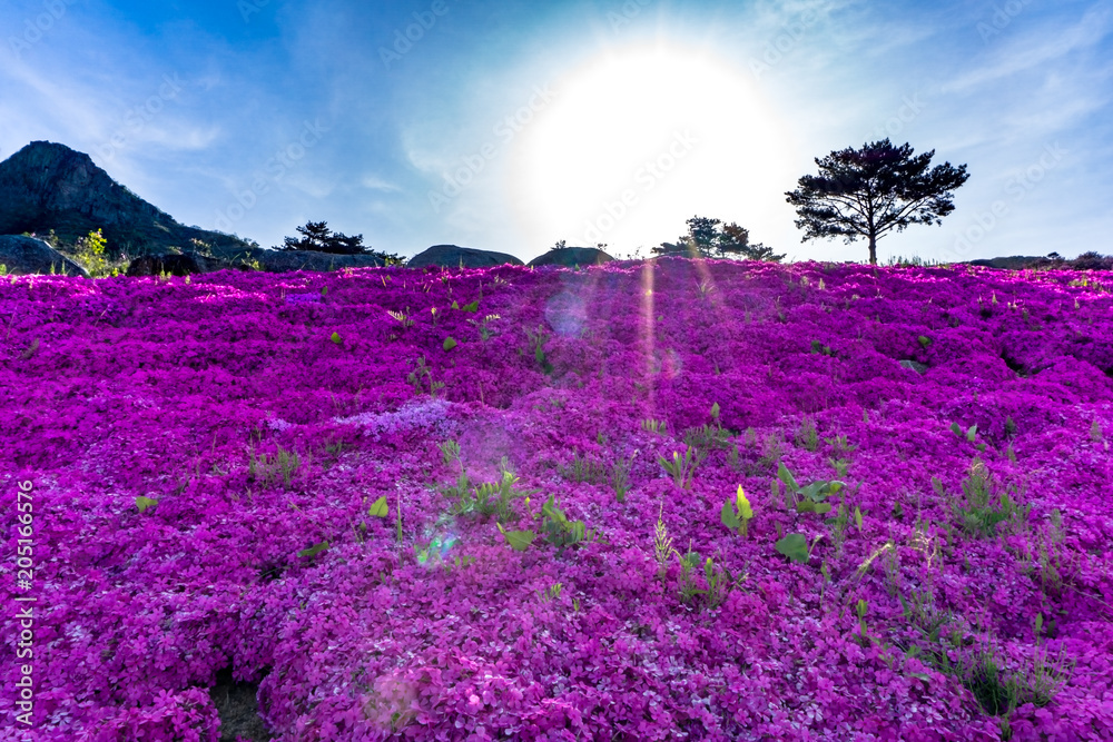 Fototapeta Shibazakura a perennial moss ,often called moss phlox or pink moss at Hwangmaesan County Park in Hapcheon-gun, Gyeongsangnam-do.