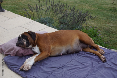 Belle femelle Boxer fauve en fin de gestation couchée.