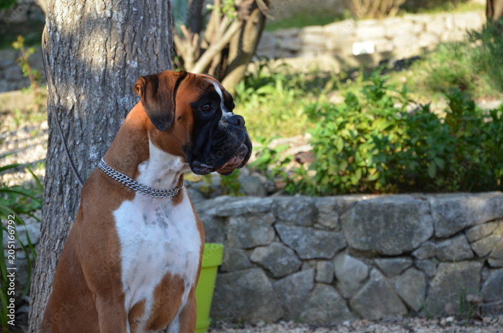 Belle femelle Boxer fauve en attente de son étalon avant saillie Belle femelle Boxer fauve en attente de son étalon avant saillie