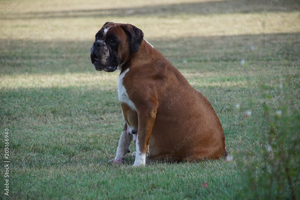 Belle chienne Boxer LOF fauve marquée en blanc en plein jeu durant sa gestation
