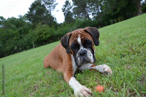 Belle chienne Boxer LOF fauve marquée en blanc en plein jeu durant sa gestation