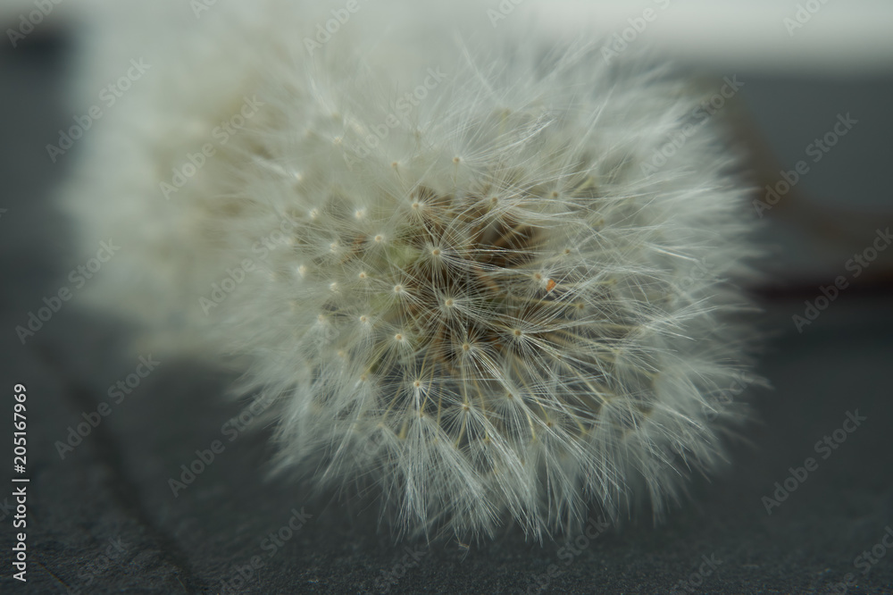 Fototapeta premium Dandelion fluff against a gray stone background
