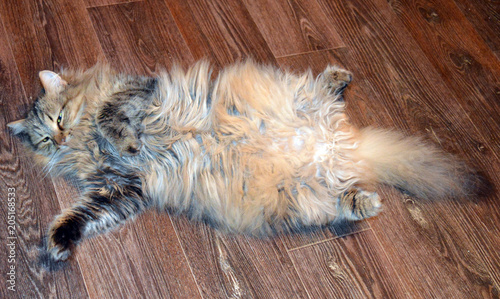 fluffy grey cat lying on the floor of the room