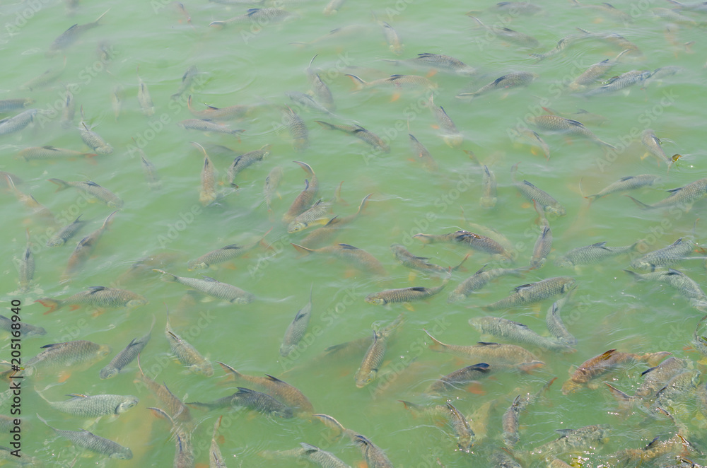 Crowd of many different fish eating feed in lake Crowd of many different fish eating feed in lake