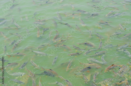Crowd of many different fish eating feed in lake