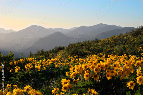 Arnica Heartleaf or Balsamroot Arrowleaf blossoming on meadows in North Cascades Randge. Winthrop. Washington State. United States of America.