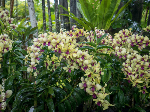 Dendrobium orchids in bloom