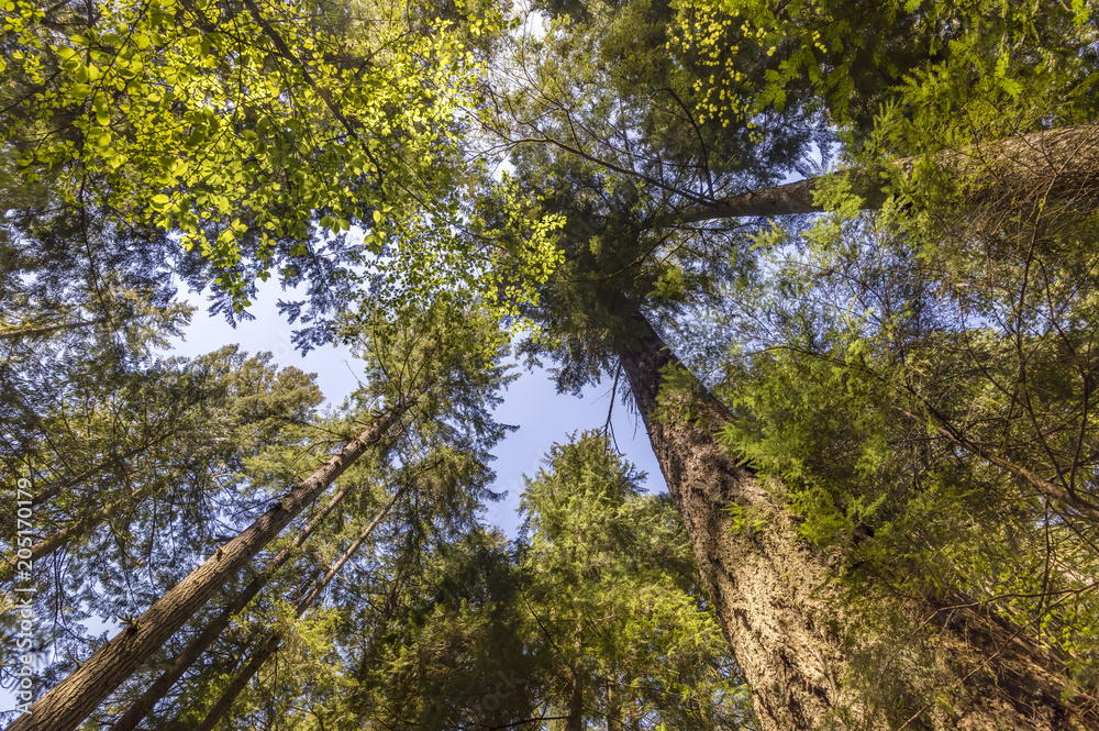 Fototapeta premium view from below upwards to tree trunks with green leaf crowns rising to the blue sky