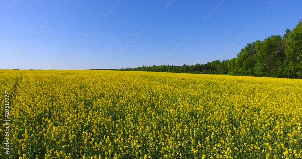 Aerial drone view the rural countryside landscape with blooming a yellow oilseed rape field, shining sun clouds blue sky - 2 Aerial drone view the rural countryside landscape with blooming a yellow oilseed rape field, shining sun clouds blue sky - 2