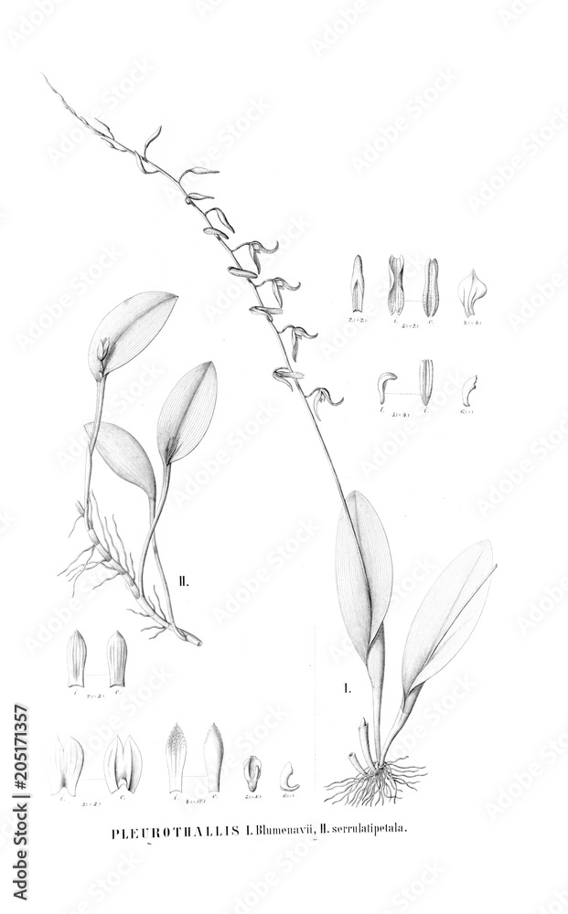 Illustration of plant Illustration of plant