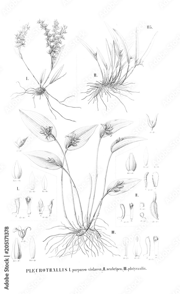 Illustration of plant Illustration of plant
