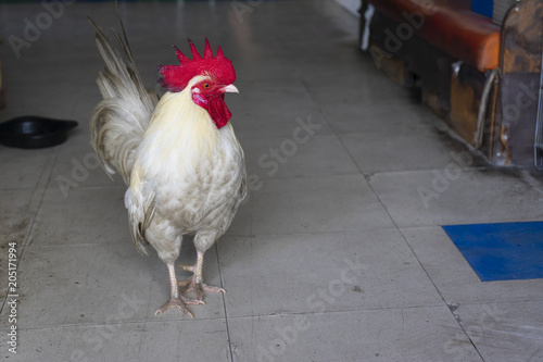 A hen standing in the home