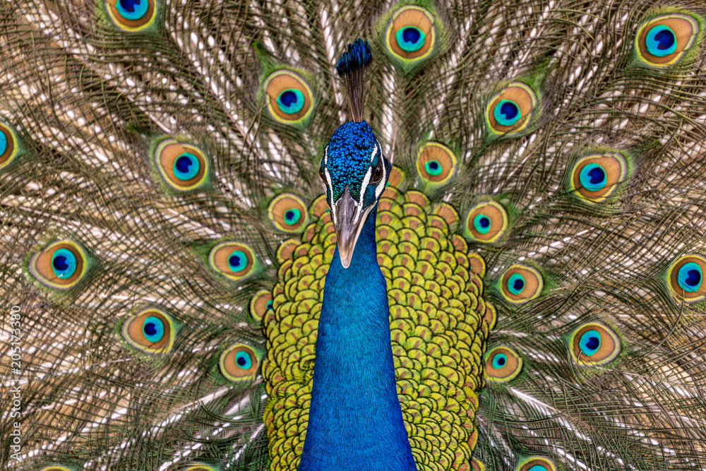 Naklejka premium Blue peacock close up portrait in the zoo.