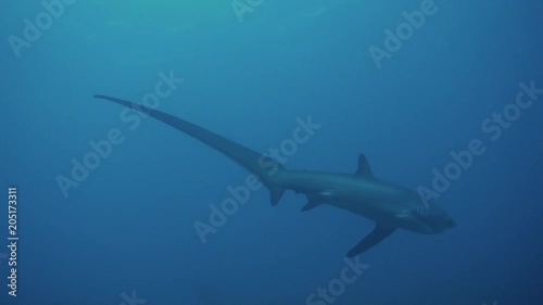 thresher shark at philippines - 4k video