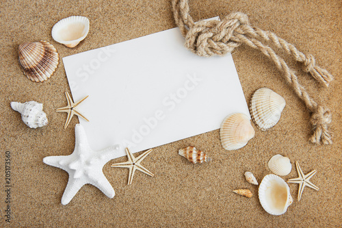 Shells, seastars and  blank postcard