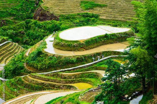 Rice paddy scenery in China
