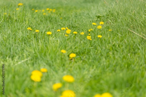 Yellow dandelions growing on spring meadow