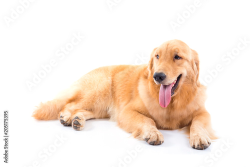 Golden retriever dog isolated over white background