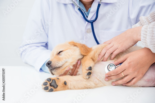 Fototapeta Naklejka Na Ścianę i Meble -  Closeup shot of veterinarian hands checking dog by stethoscope