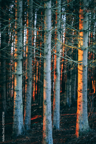 birch forest at sunset