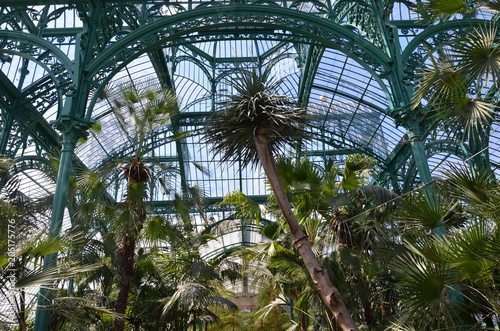 Serres royales de Laeken - la serre du Congo photo