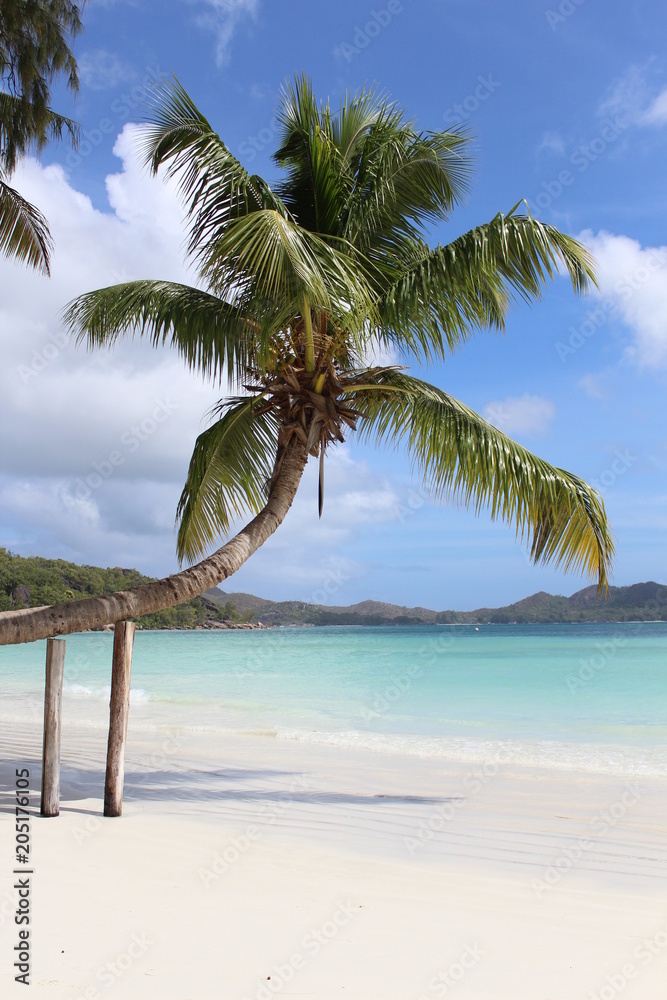 cocotier sur une plage des Seychelles 
