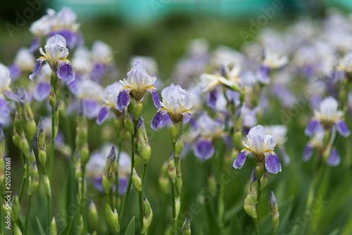 Beautiful blooming dark-blue iris flowers in the garden in spring with rain drops