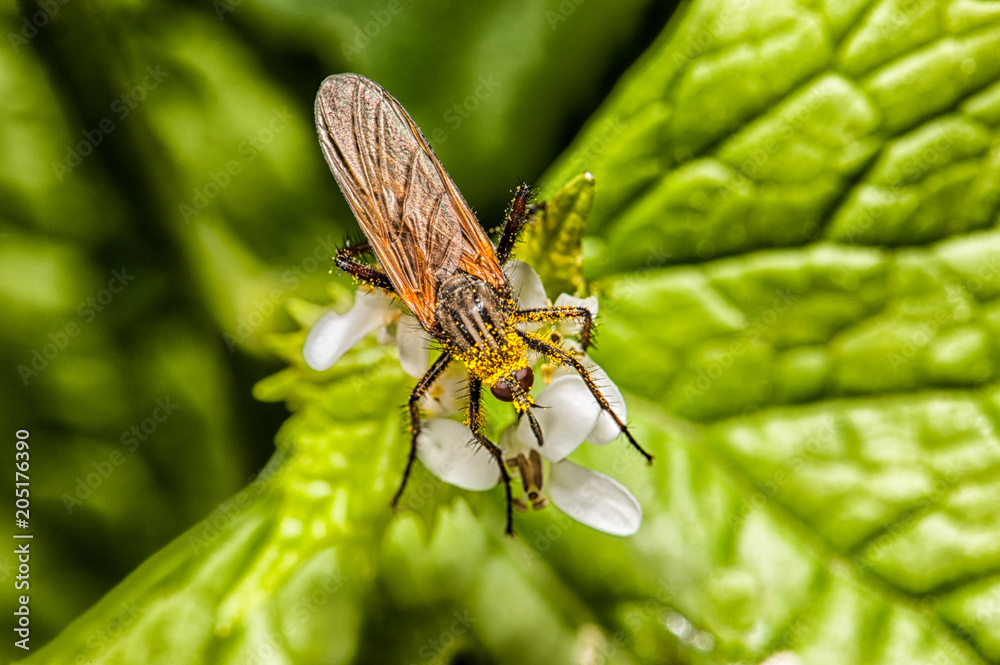Naklejka premium insecte volant butineur.