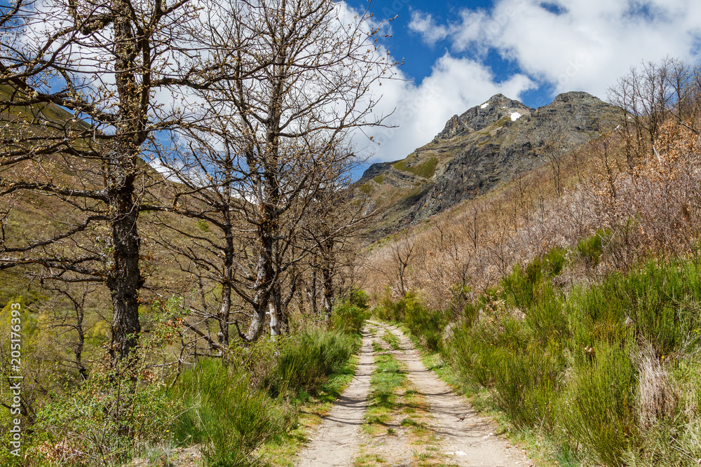 Robles, camino y Pico Gaya de Cueto. La Baña, Comarca de La Cabrera, León, España. Robles, camino y Pico Gaya de Cueto. La Baña, Comarca de La Cabrera, León, España.