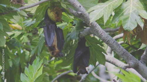 An Indian Flying Fox, Pteropus Giganteus, Licking His Mouth With Its Long Pink Tongue After A Tasty Bread Fruit Meal, Hanging Next To Another One On A Bread Fruit Tree In The Maldives.