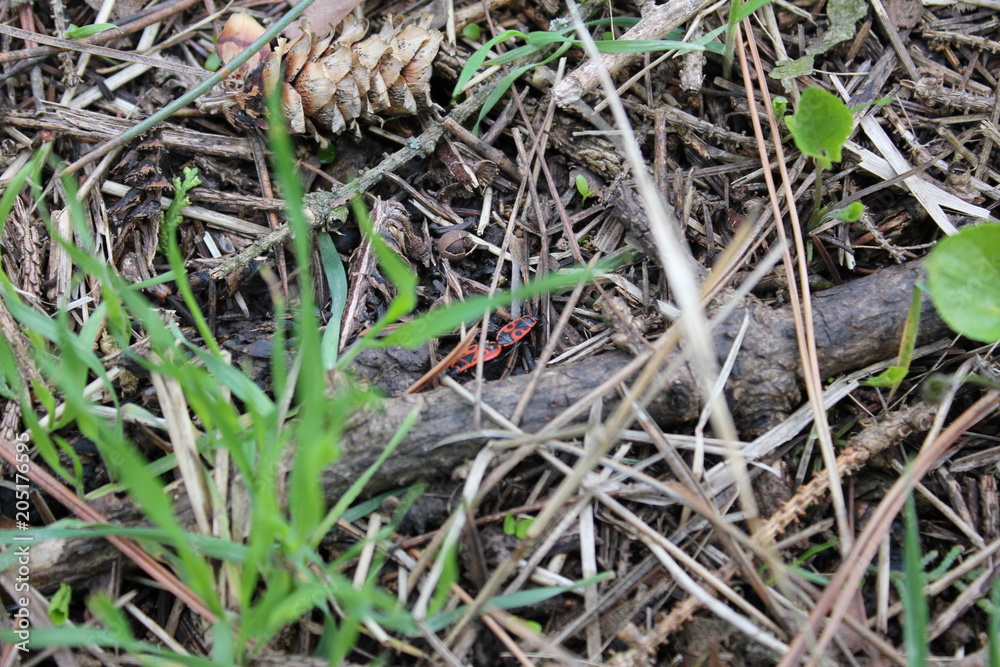 Red beetles on the soil in the park in spring. Nature photo. Red beetles on the soil in the park in spring. Nature photo.