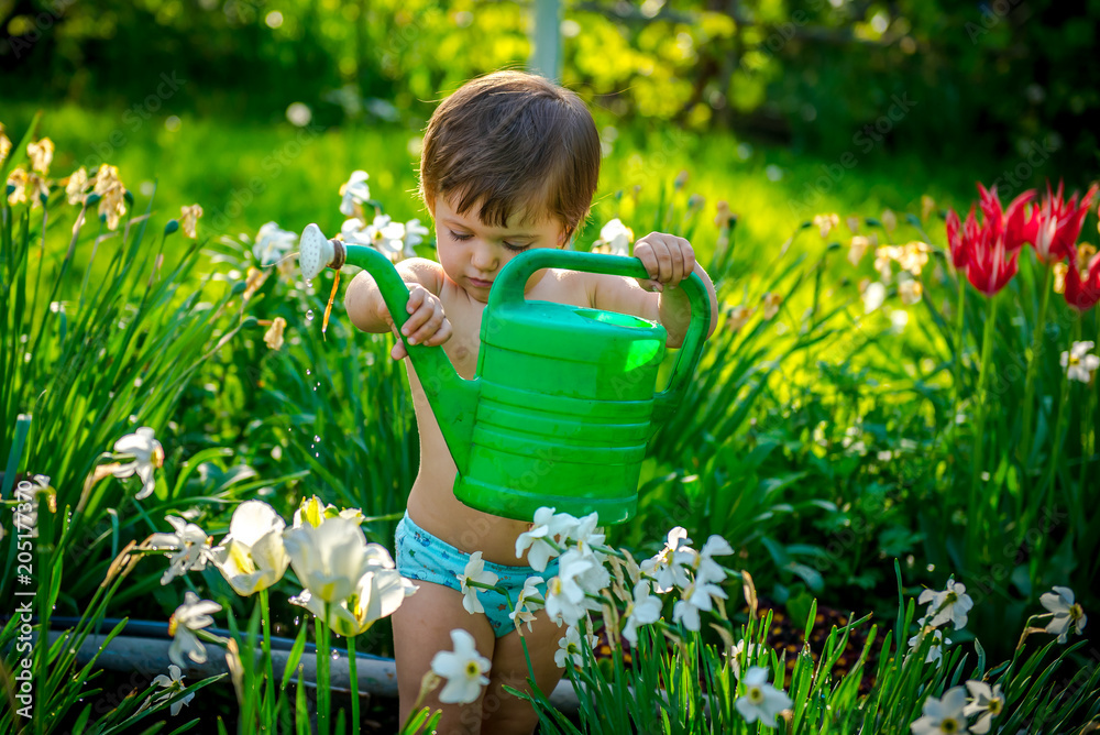 girl watering flowers. Little girl with a watering can in the garden.  sweet girl helps gardening
