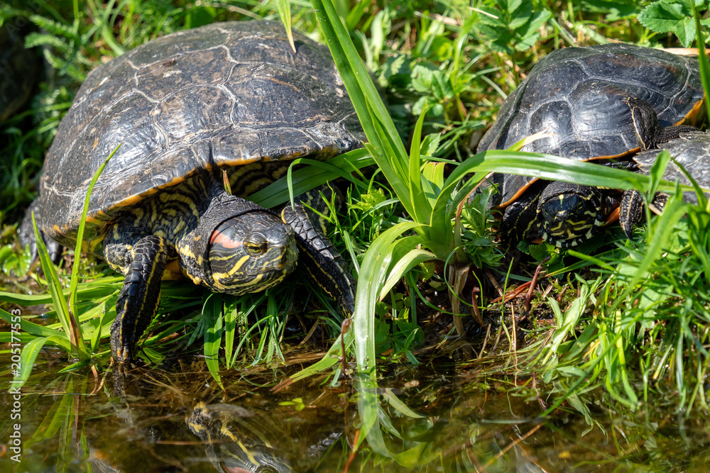 Turtles lying on the grass. Group of red-eared slider (Trachemys scripta elegans) in pond. Turtles lying on the grass. Group of red-eared slider (Trachemys scripta elegans) in pond.