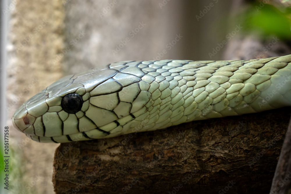 Fototapeta premium The green mamba (Dendroaspis viridis), a venomous snake