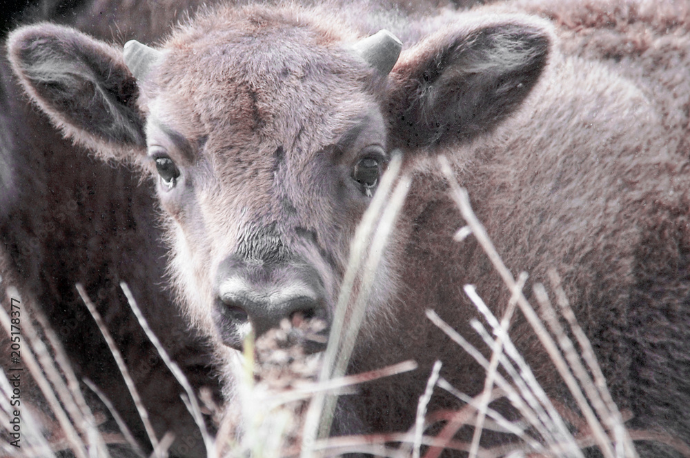 Close-up of a bison calf