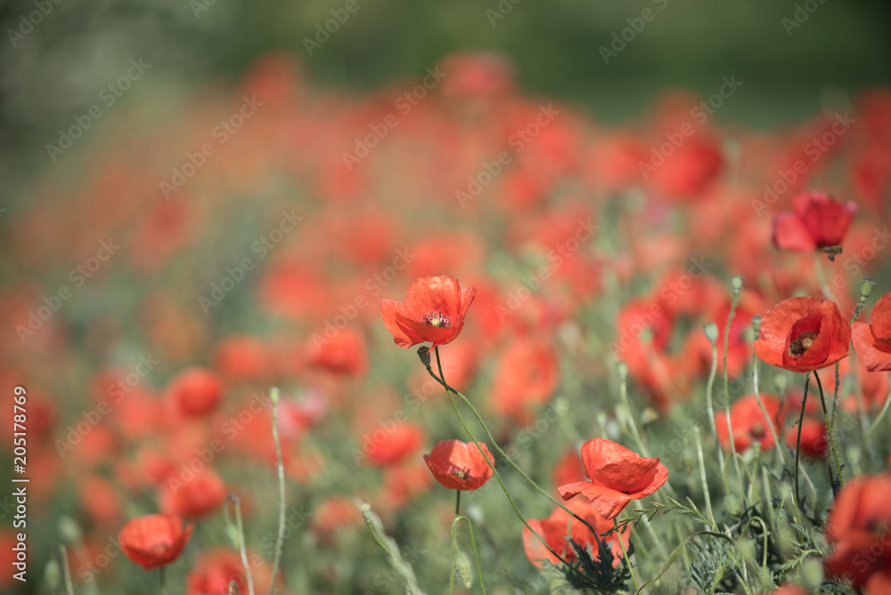 Obraz premium Poppy 3