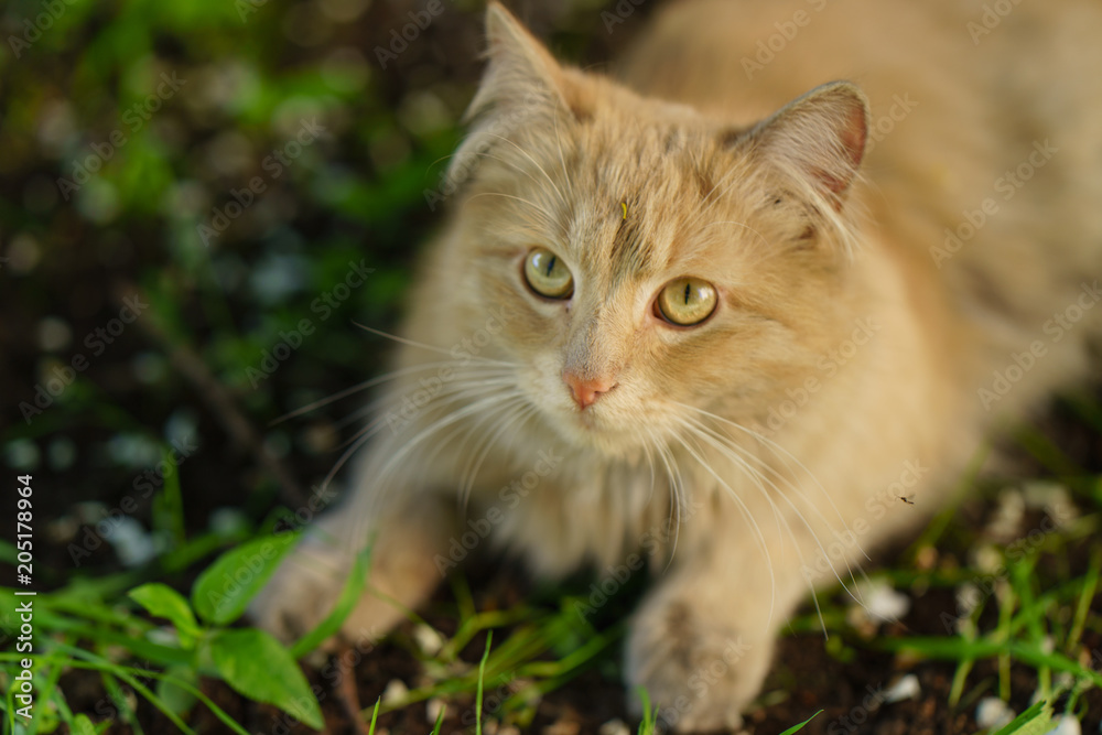 Red cat looking Red cat looking