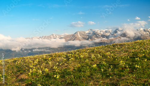 meadow with flowers and grass against the background of the top of mountain ranges snow-capped in the clouds of the Karachaevo-Circassian Republic, the Caucasus, in the spring evening