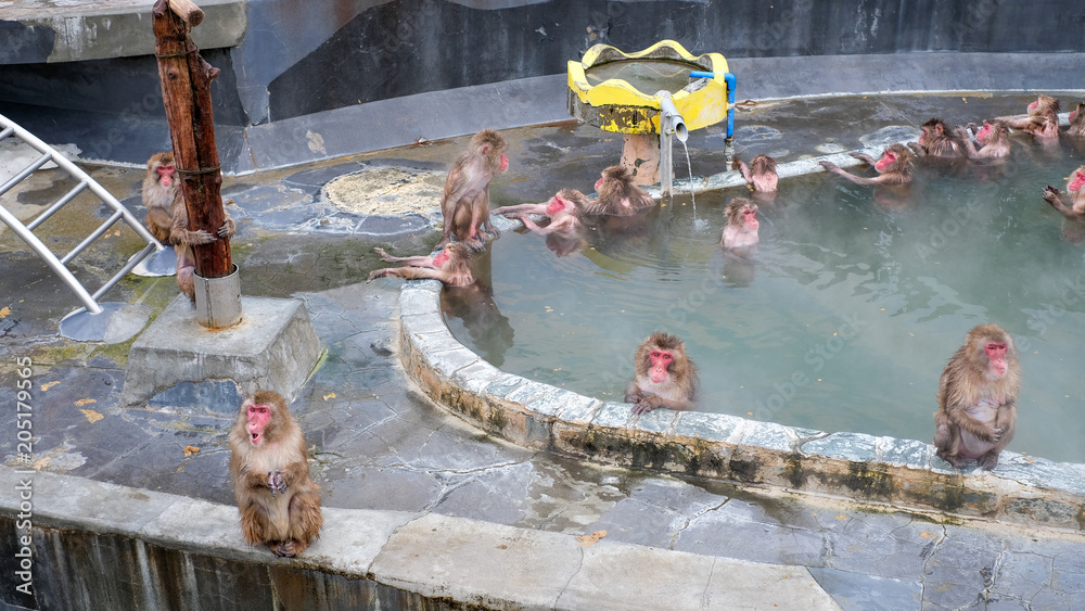 Snow Monkey in the Monkey Spa at Yunokawa Onsen, Hakodate, Japan, abstract of relaxing, cold and wet