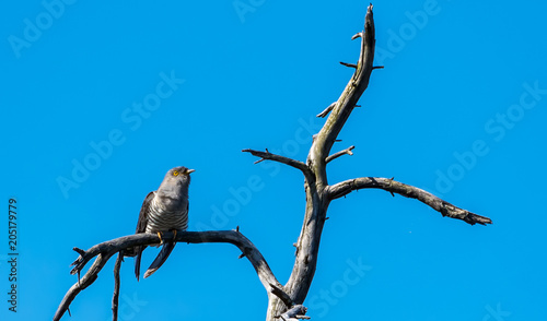 A Common Cuckoo (Cuculus canorus) on a tree branch in Tyresta National Park, Sweden.
