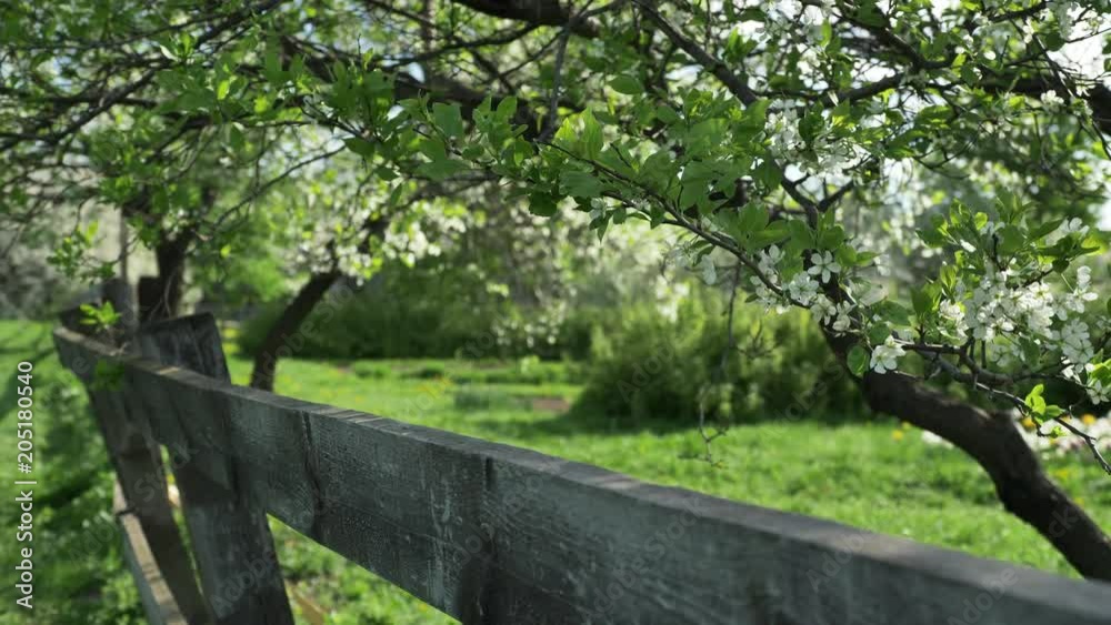 Booming cherry orchard behind a wooden fence in a local garden Booming cherry orchard behind a wooden fence in a local garden