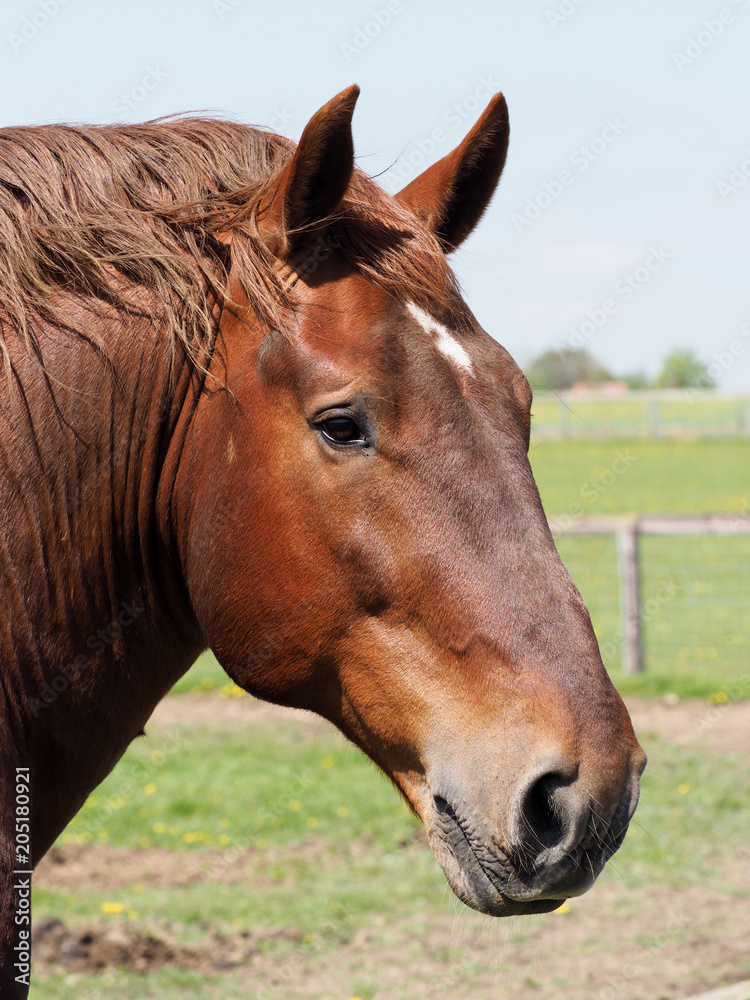 Rare Breed Head Shot Rare Breed Head Shot