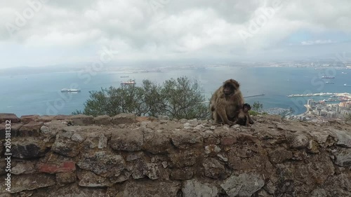 Mother monkey and baby sitting on upper rock in gibraltar