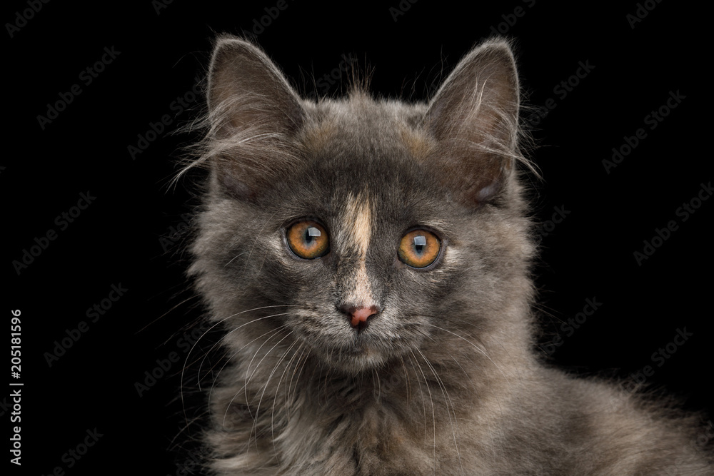 Portrait of Cute Kurilian Bobtail Kitten with tortoise fur Isolated Black Background