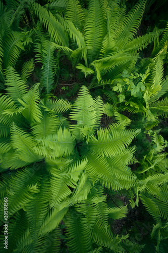 green ferns in the forest