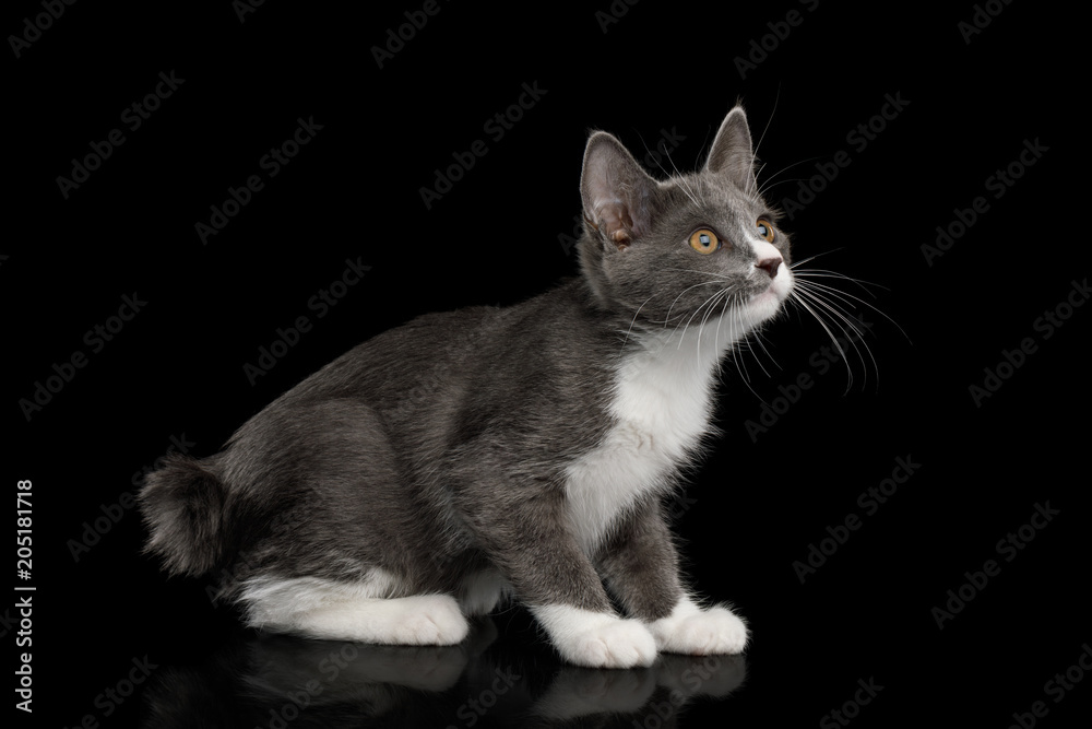 Cute Kurilian Bobtail Kitten with white paws Curious Looking up, without tail, Isolated Black Background