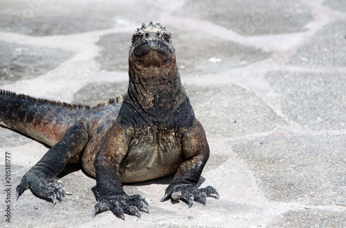 Wilde Riesenechsen auf den Galapagos Inseln