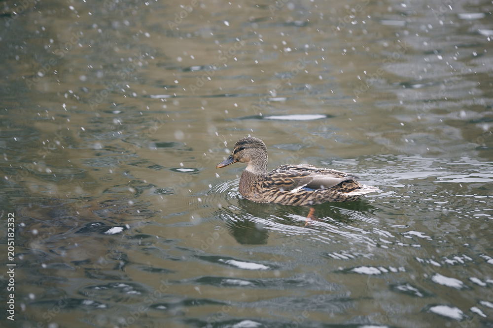 wintering birds, ducks, sparrows under the snow wintering birds, ducks, sparrows under the snow