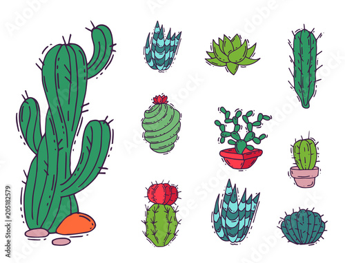 Cactus home nature vector illustration of green plant cactaceous tree with flower