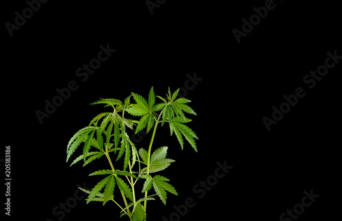Young Green Leaf Cannabis plant detail isolated on black background